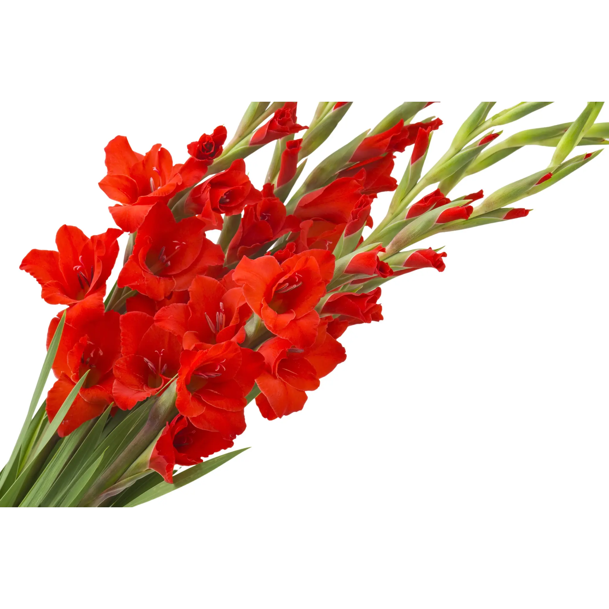 FLEURS Bouquet de 5 glaieuls rouge