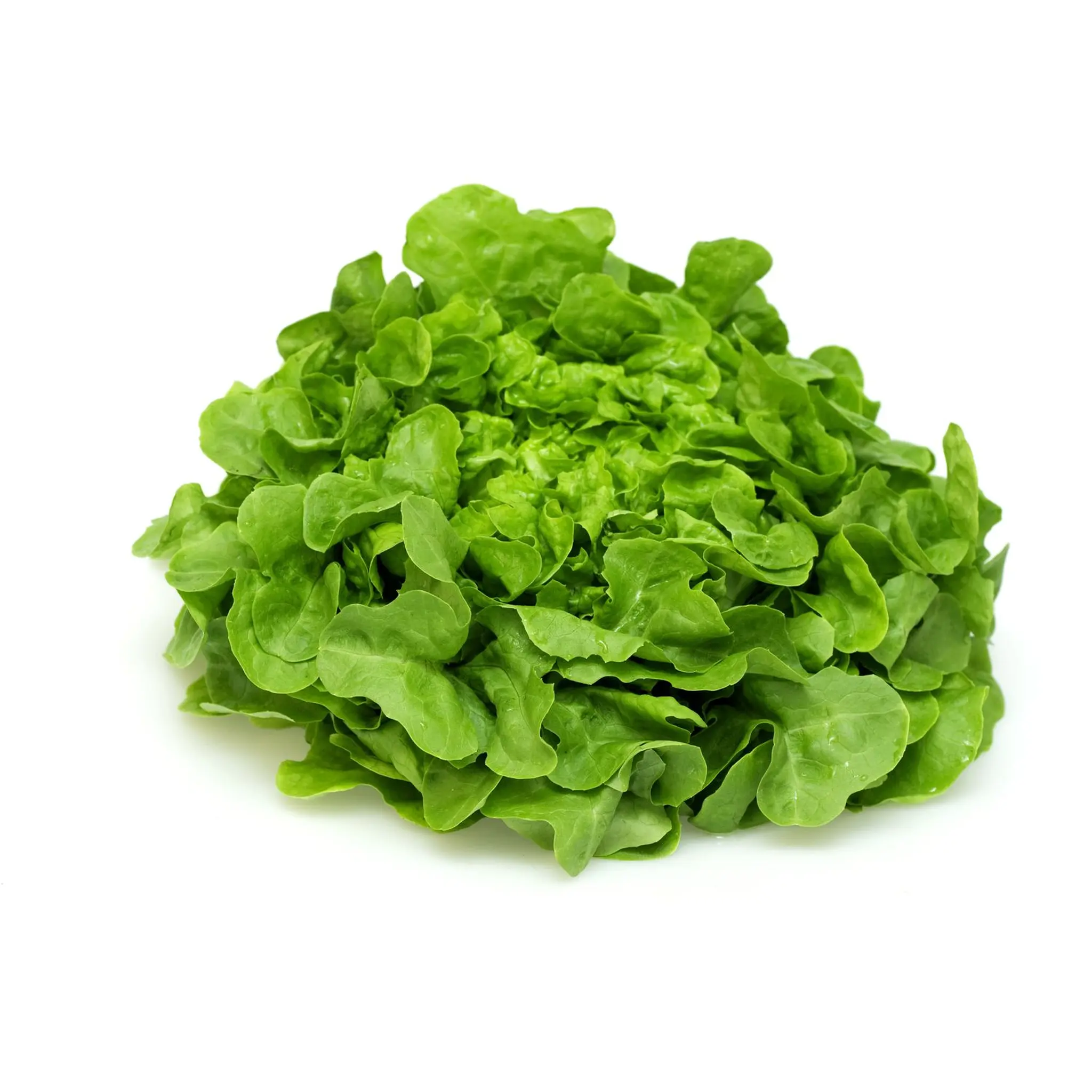 Salade feuille de chêne blonde
