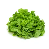 Salade feuille de chêne blonde
