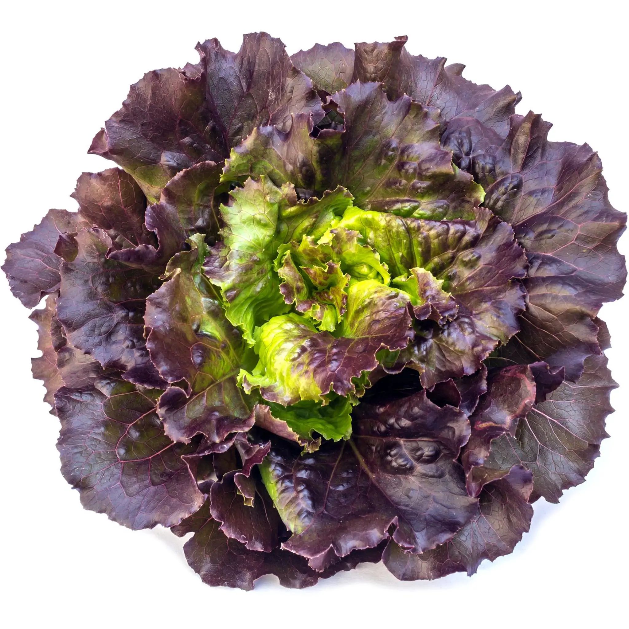 Salade feuille de chêne rouge
