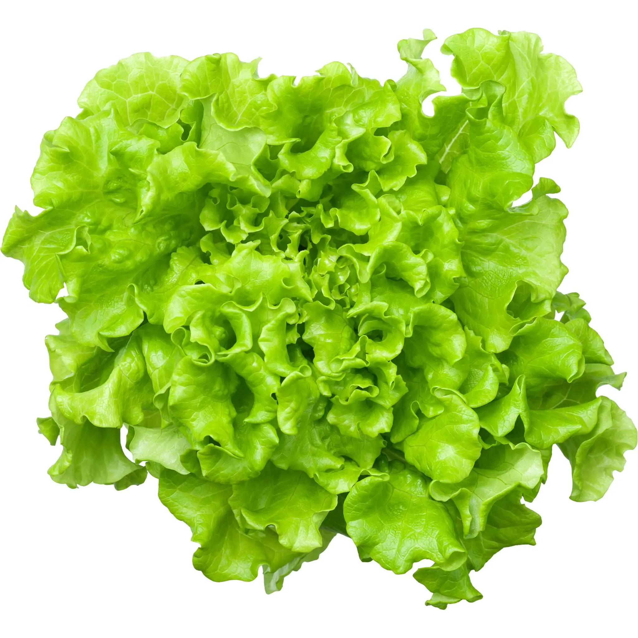 Salade batavia bio