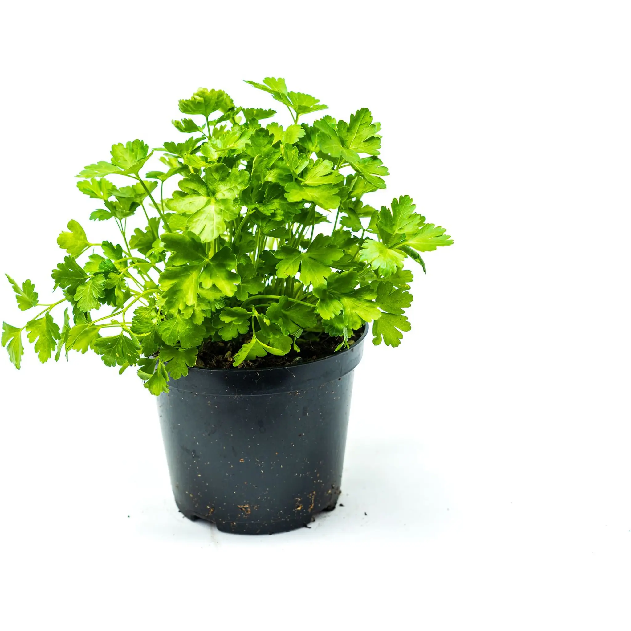 Persil plat bio