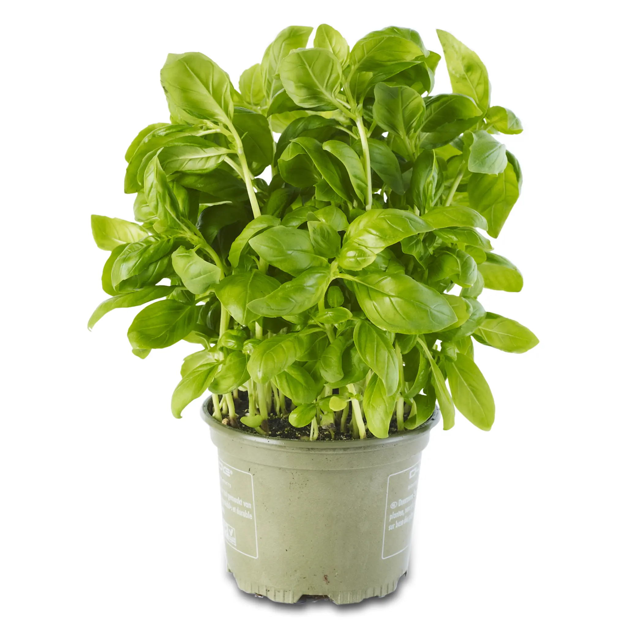 Basilic bio