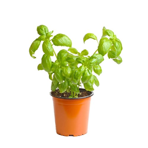 Pot de Basilic Bio XL