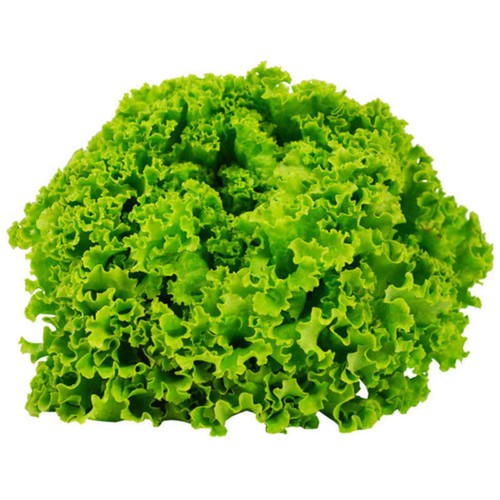 Natoora Salade Batavia Verte - CAT:I - 1 pièce