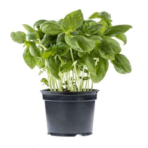 Basilic le pot
