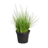 Ciboulette Bio En Pot