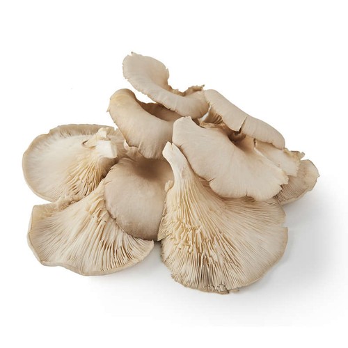 Natoora Champignon Pleurote Cat : I 150g