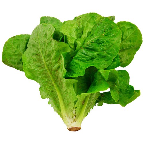 Natoora Salade Fraiche Romaine