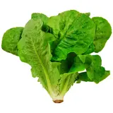 Natoora Salade Fraiche Romaine