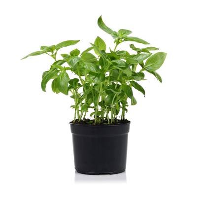 Les Paysans Bio Basilic pot (grandes feuilles), 1 pot
