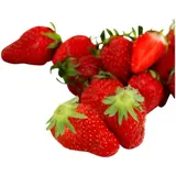 Fraises agroécologie REFLETS DE FRANCE