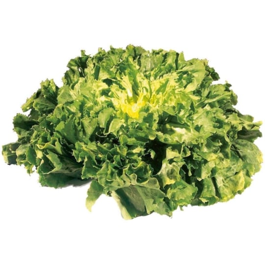 Salade Scarole