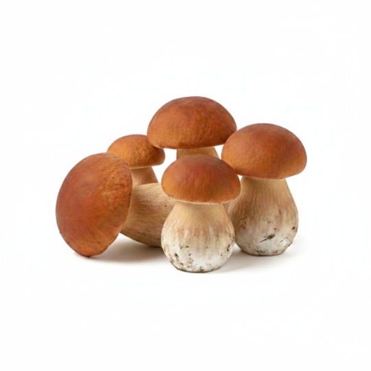 Cèpes