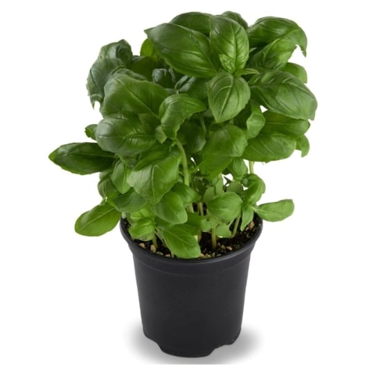 Plant de Basilic Bio frais