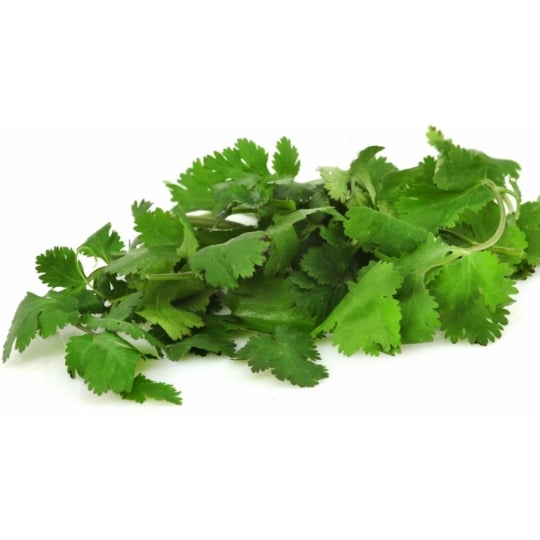Coriandre en Pot Bio