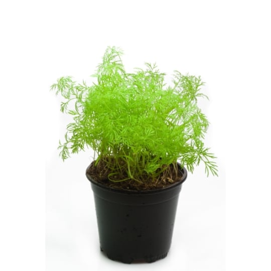 Plant d'Aneth  Bio frais