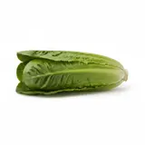 Salade Romaine