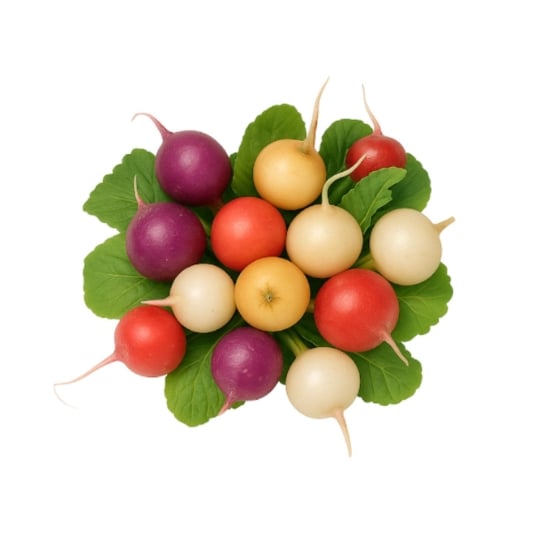 Radis Multicolore