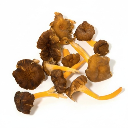 Champignons Chanterelle Jaune
