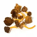 Champignons Chanterelle Jaune