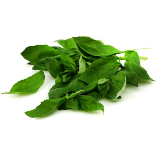 Basilic