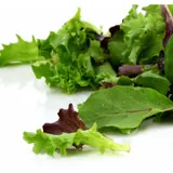 Salade jeunes pousses