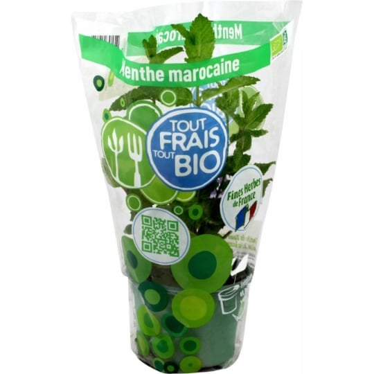 Plant de Menthe Bio frais marocaine