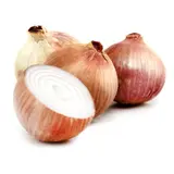 Oignons de Roscoff agroécologie REFLETS DE FRANCE