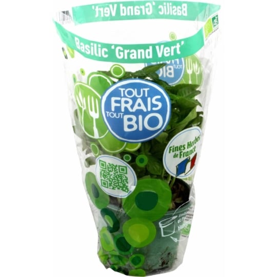 Plant de Basilic Bio frais 'Grand Vert'