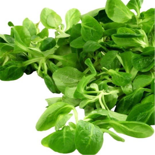 Salade mâche bio