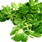 Salade mâche bio