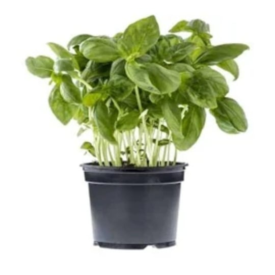 Plant de Basilic thai Bio frais 9cm