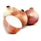 Oignons rose Bio GRAINES DE PAYSANS