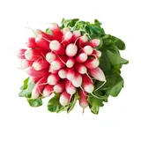 Radis roses Bio
