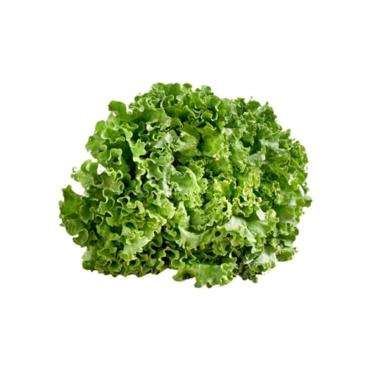 Salade Feuille de Chêne blonde en conversion Biologique
