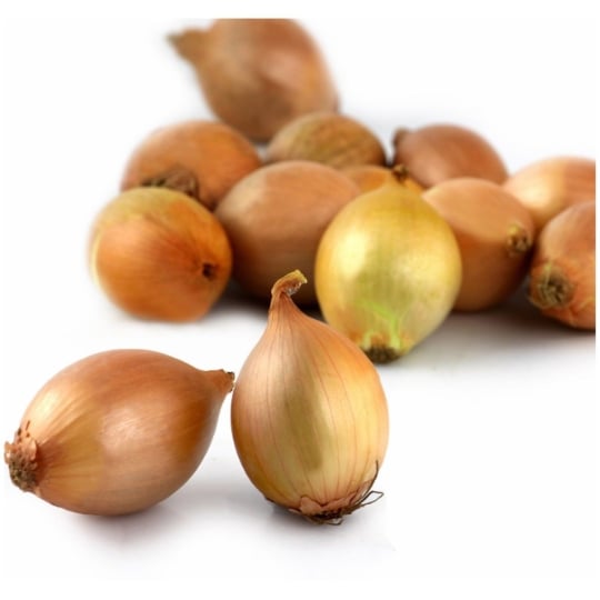 Oignons saucier sans residus de pesticides