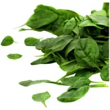 Salade Bio jeunes pousses d'épinard
