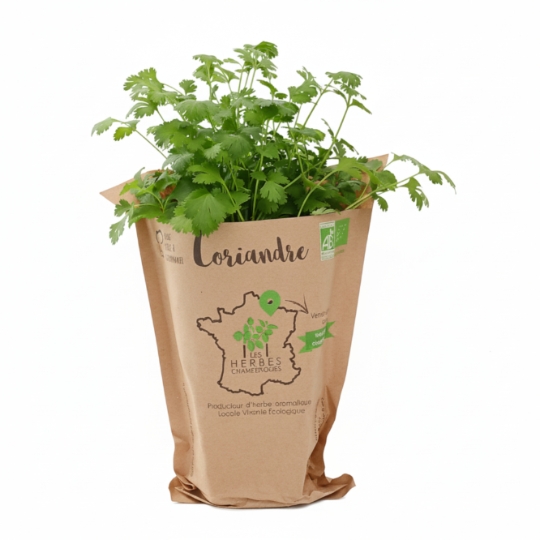 Coriande Bio LES HERBES CHAMPENOISES