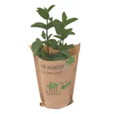 Menthe Bio LES HERBES CHAMPENOISES