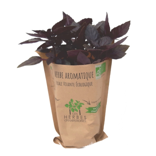 Basilic Pourpre Bio LES HERBES CHAMPENOISES