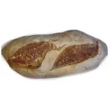 Pain Semi-Complet au Levain Bio FAGOTS & FROMENT