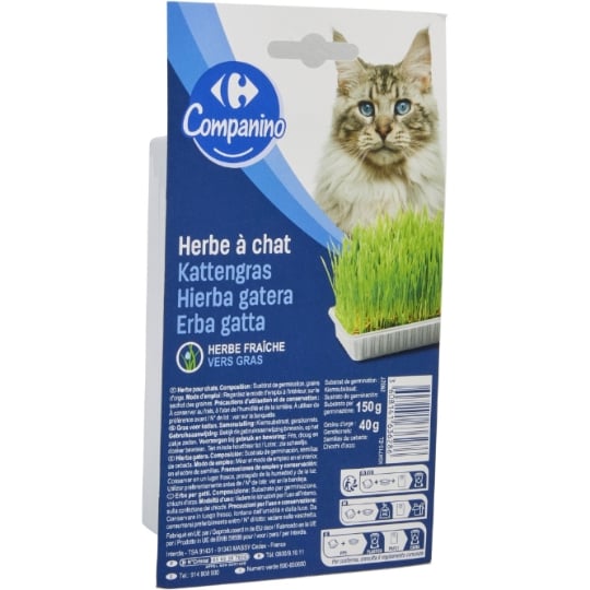 Herbe à chats CARREFOUR COMPANINO