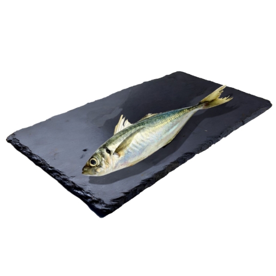 Chinchard