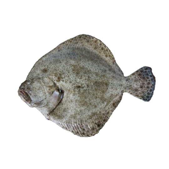 Turbot