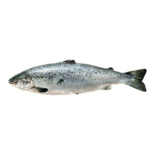 Saumon entier vidé et écaillé ASC