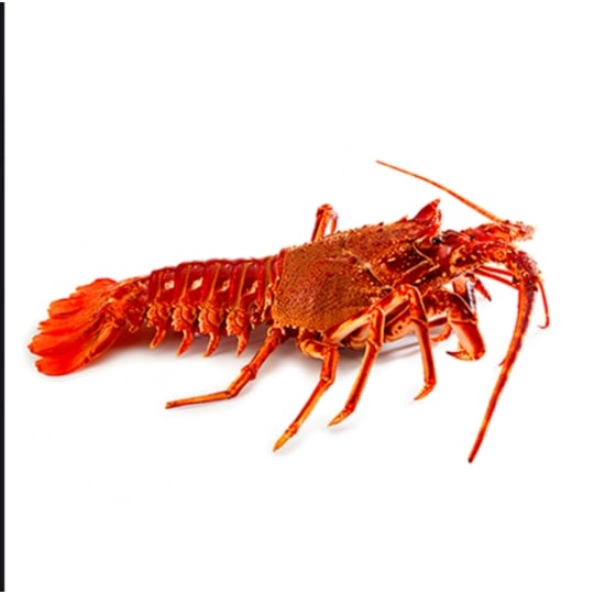 Langouste cuite