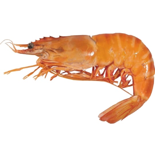Crevettes sauvage cuite U10