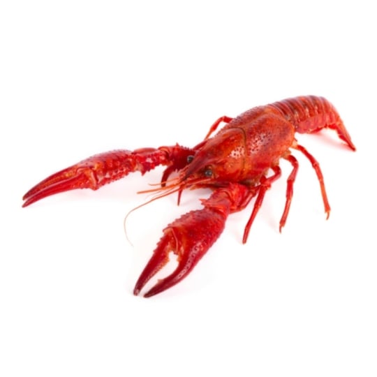 Langouste cuite