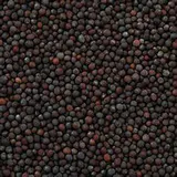 Moutarde Noire Graines Bio En Vrac 250 G VRACBIO